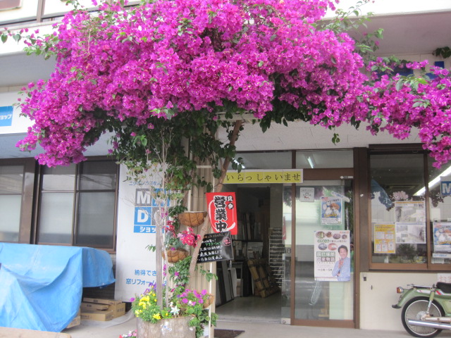 水俣古賀町店